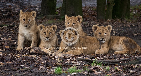Five African lion cubs