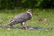 Eurasian Sparrowhawk on it's kill