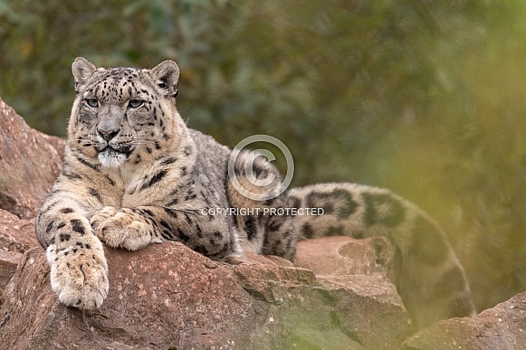 Snow Leopard Lying On Rocks
