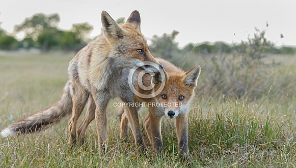 Red fox cubs Red fox cubs
