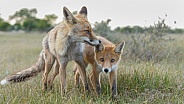 Red fox cubs