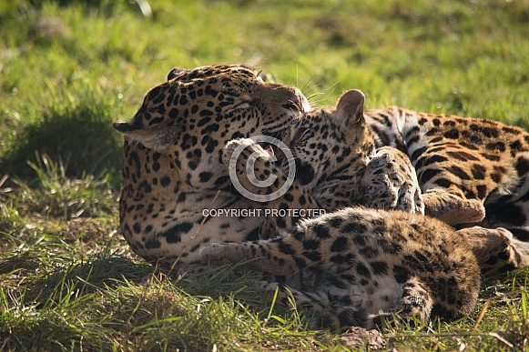 Leopard and cub Leopard and cub