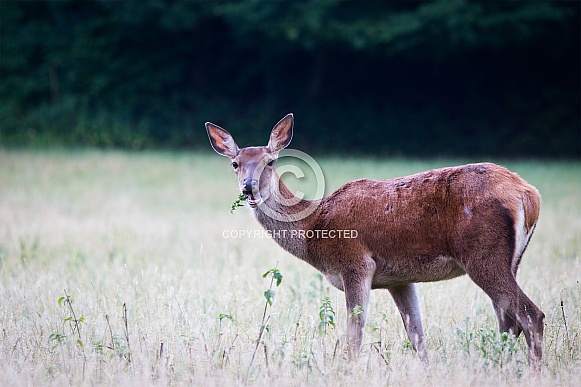 Red deer