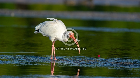 White Ibis (Eudocimus albus) White Ibis (Eudocimus albus)