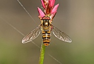 Hoverfly