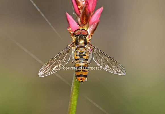 Hoverfly