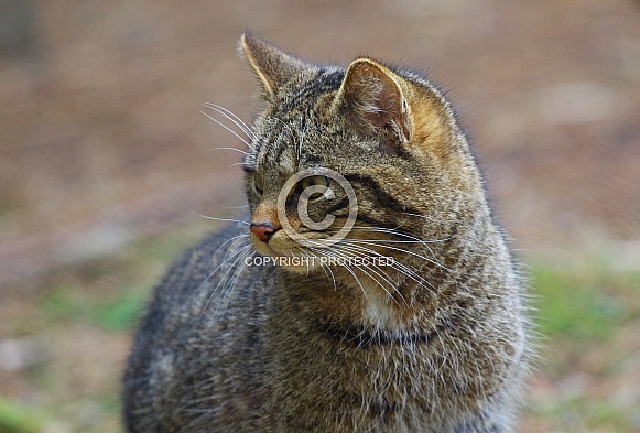 Wild Cat