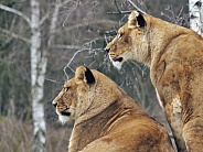 African Lionnesses
