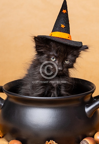 Cute kittens for Halloween