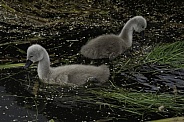 Mute Swan Signets