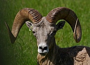 Bighorn Sheep - Ram