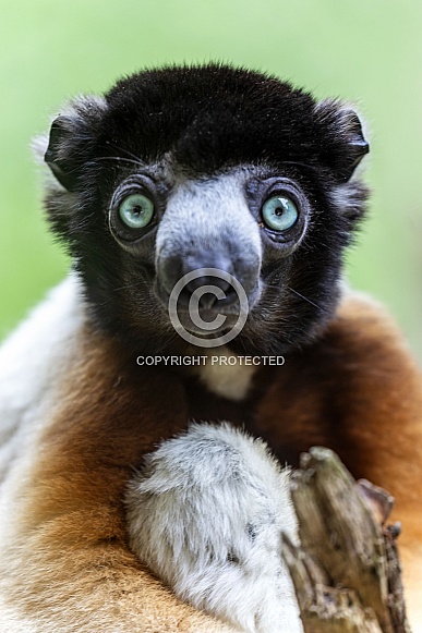Crowned sifaka (Propithecus coronatus) Crowned sifaka (Propithecus coronatus)