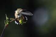 Hummingbird—He Went That Way