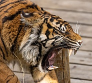 Sumatran Tiger