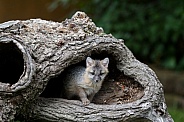 Red Fox Kit peeks out of a burrell