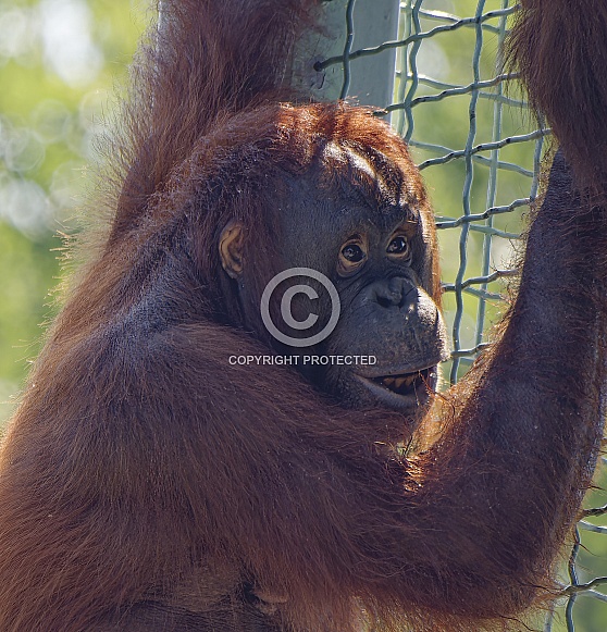Orangutan