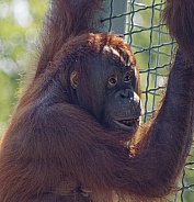 Orangutan