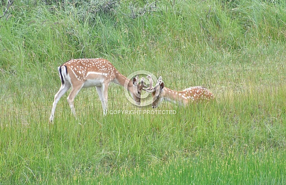 Fallow Deer