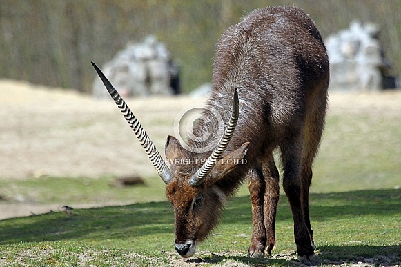 Waterbuck