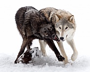 Wolf-Grey Wolf