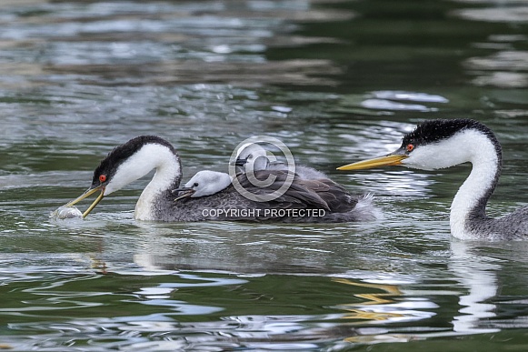 Western Grebe Western Grebe