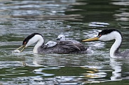 Western Grebe