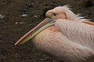 great White Pelican (Pelecanus onocrotalus)