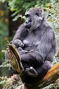 Western Lowland Gorilla (Gorilla Gorilla Gorilla)