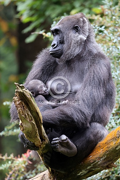 Western Lowland Gorilla (Gorilla Gorilla Gorilla)