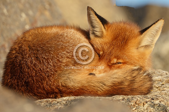 Red fox and cubs
