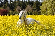 Andalusian Horse--Running Free In Yellow