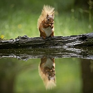 Red Squirrel by water