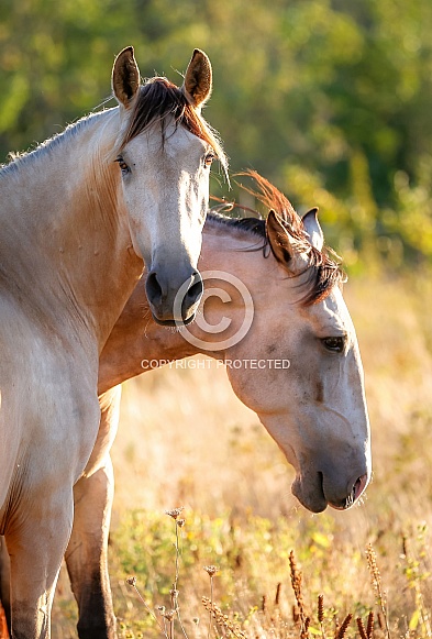 Wild Horse Wild Horse