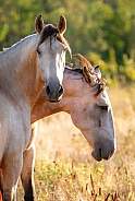 Wild Horse