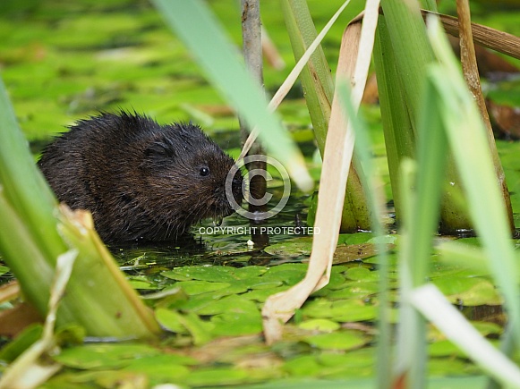 Water Vole