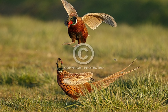 Pheasant bird a bird with beautiful colours Pheasant bird a bird with beautiful colours