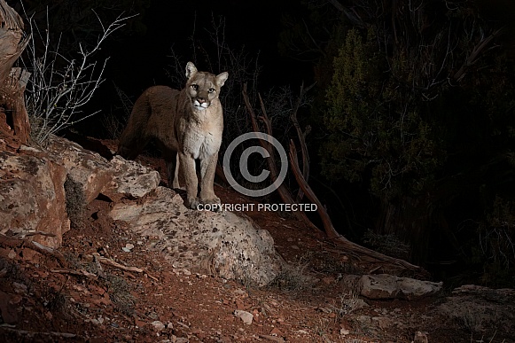 Mountain Lion / Cougar (wild)