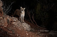 Mountain Lion / Cougar (wild)