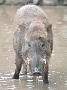 Wild Boar, India