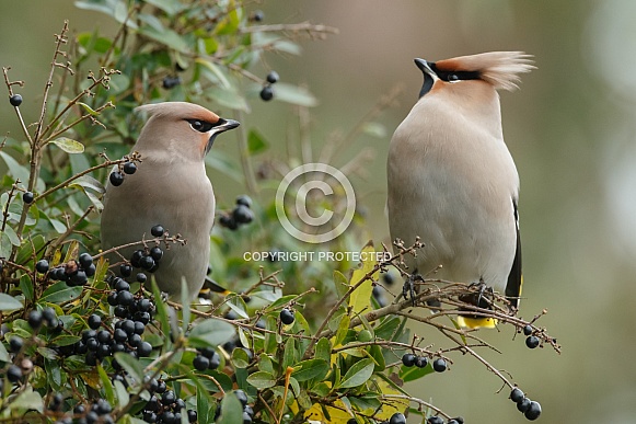The Bohemian waxwing (Bombycilla garrulus) The Bohemian waxwing (Bombycilla garrulus)