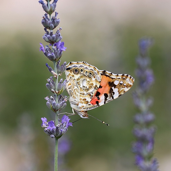 Painted Lady Butterfly