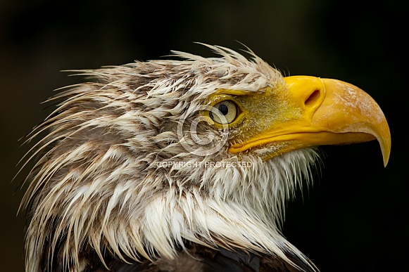 Bald eagle Bald eagle