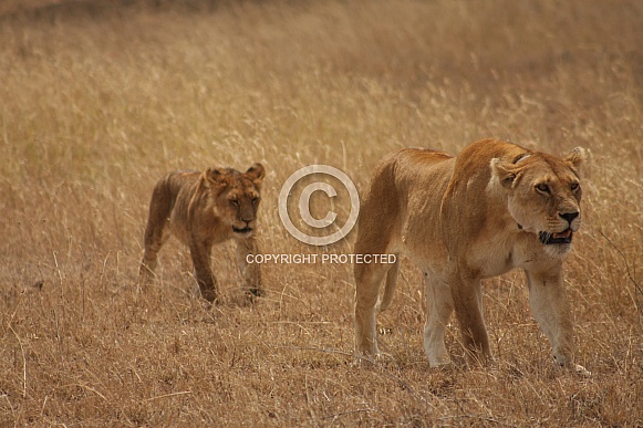 lioness with cub