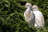 Two Cattle Egrets In Foliage