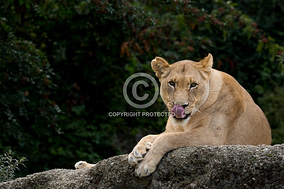 African Lioness