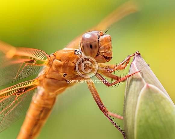 Dragonflies Dragonflies