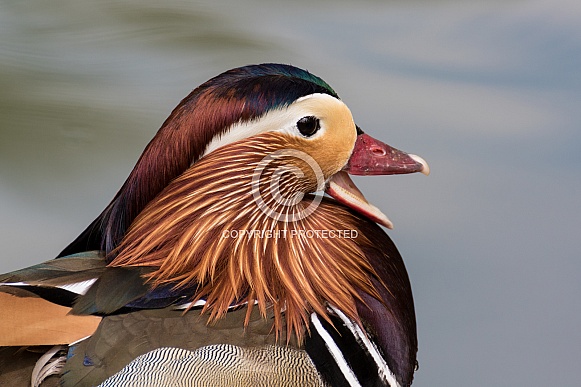 Mandarin Duck (drake)