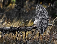 Great Grey Owl--Break Time
