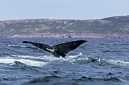 Humpback Tail