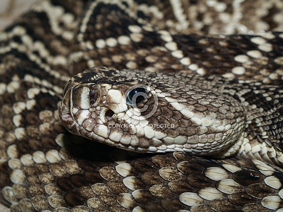 Rattlesnake